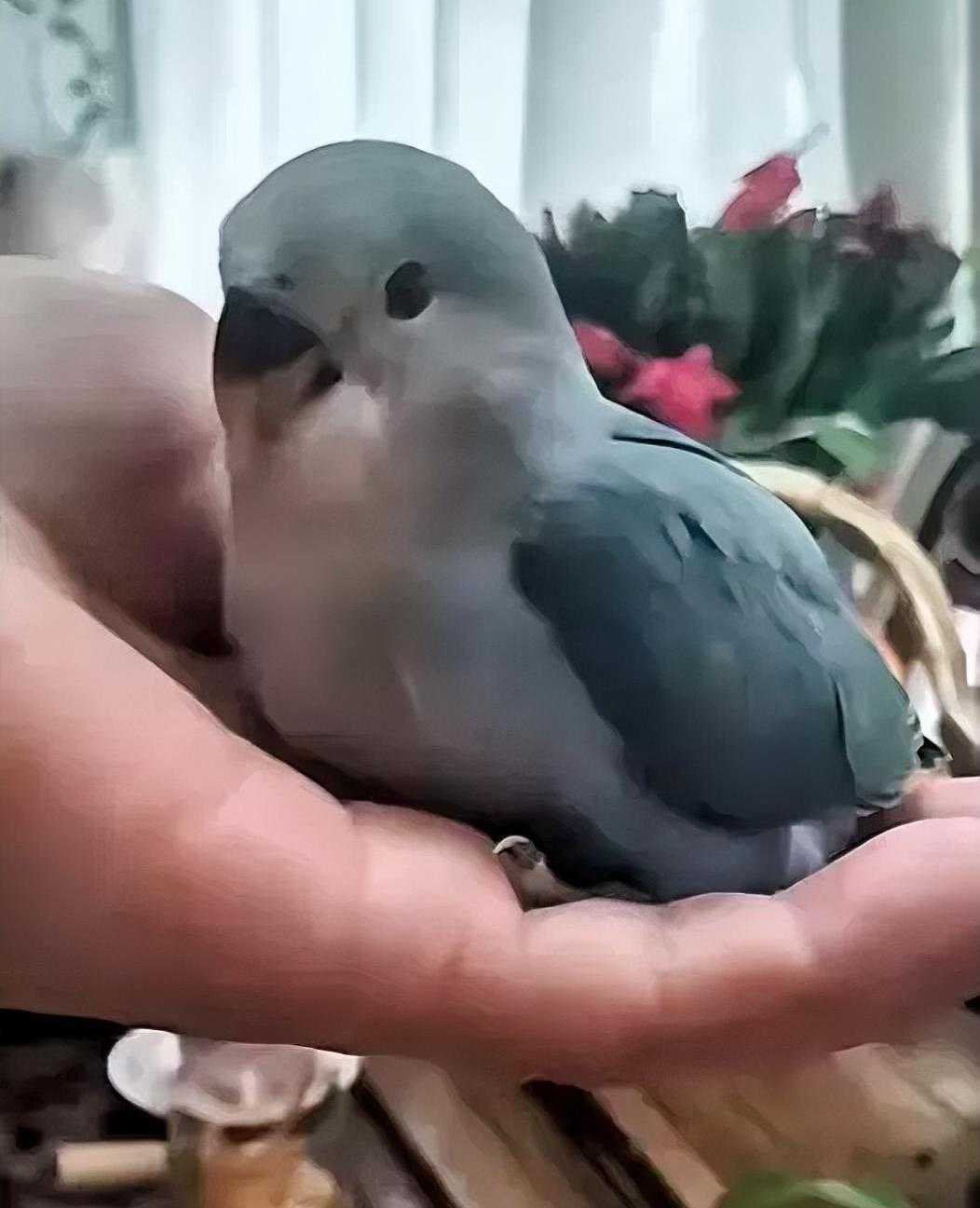 今天的直播太轻松有趣了！

直播间里大姨把玩着小鸟随口说，自家小鸟都戴脚环，下蛋