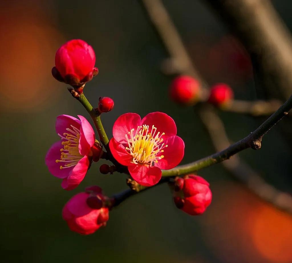 - 红梅朵朵香：“红梅”对“青竹”，都是植物，颜色相对，“朵朵”对“枝枝”，量词