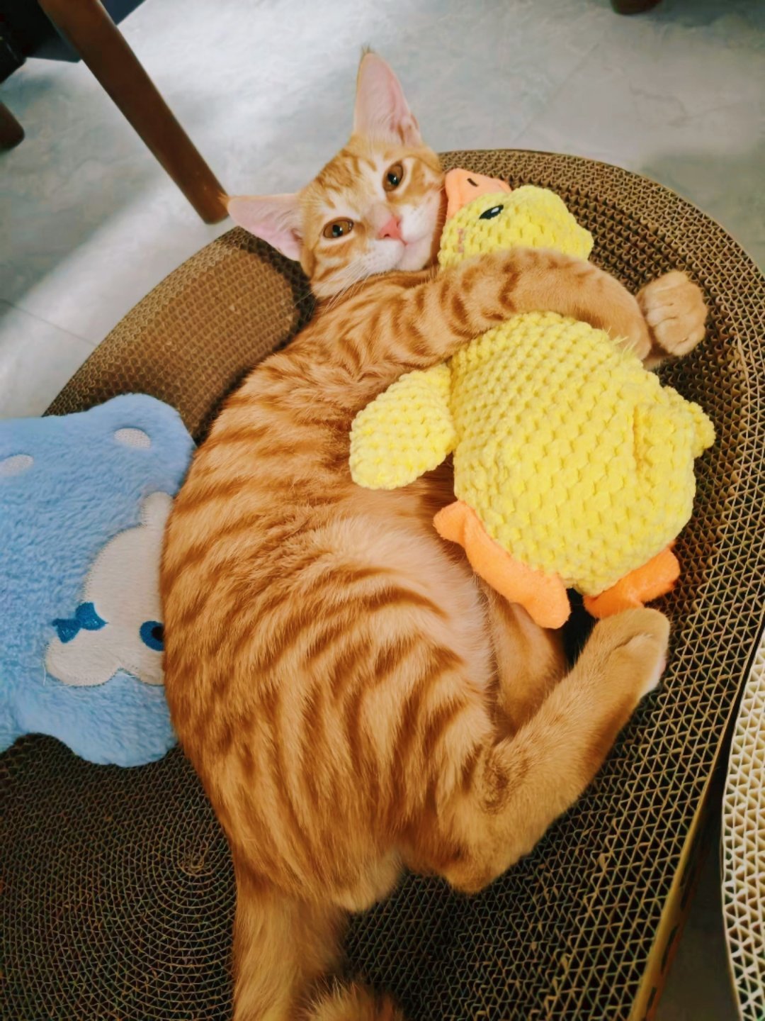 是宝宝小长安呀。。。🥰🥰🥰猫咪 ​回访欢迎光临宠物世界  ​​​
