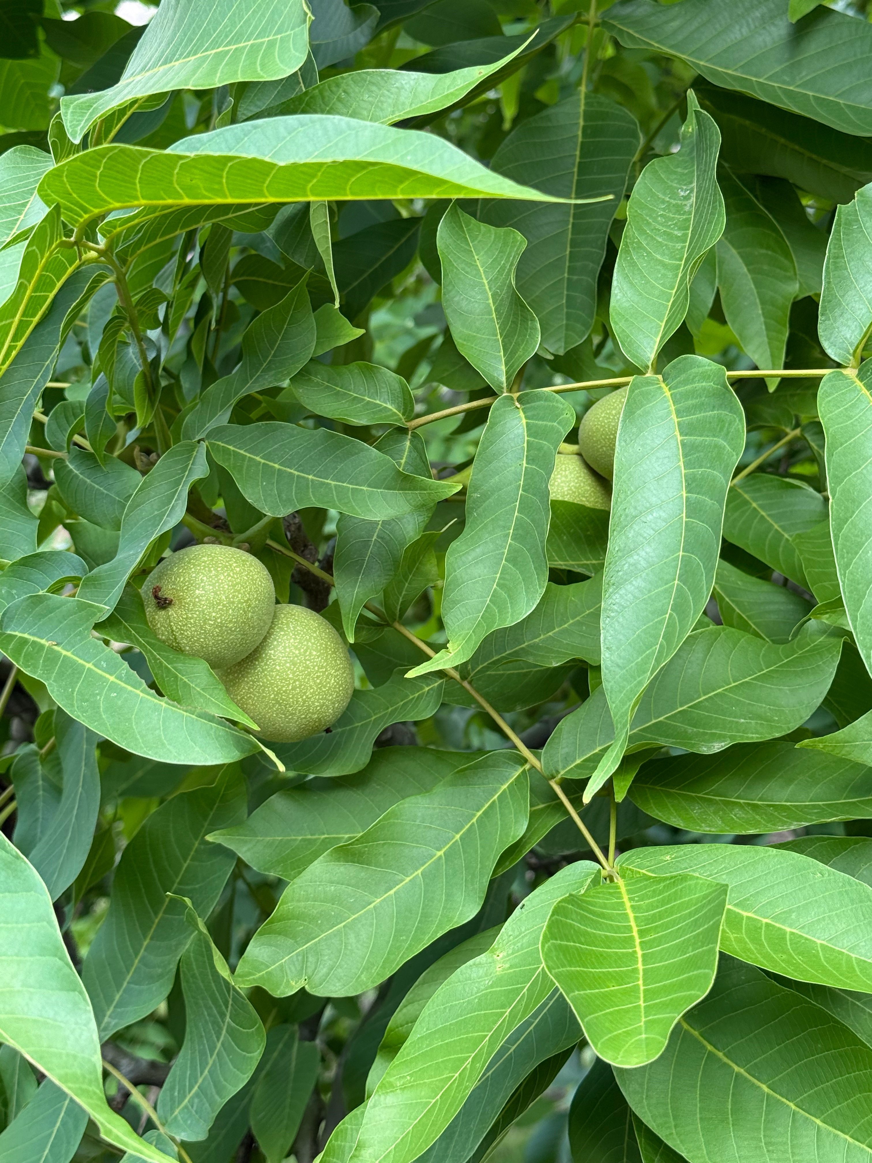 漫长清凉的雨季开始啦晚上念及自己躺在苍山洱海之间的丛林之中平静鹅慢乐😐
