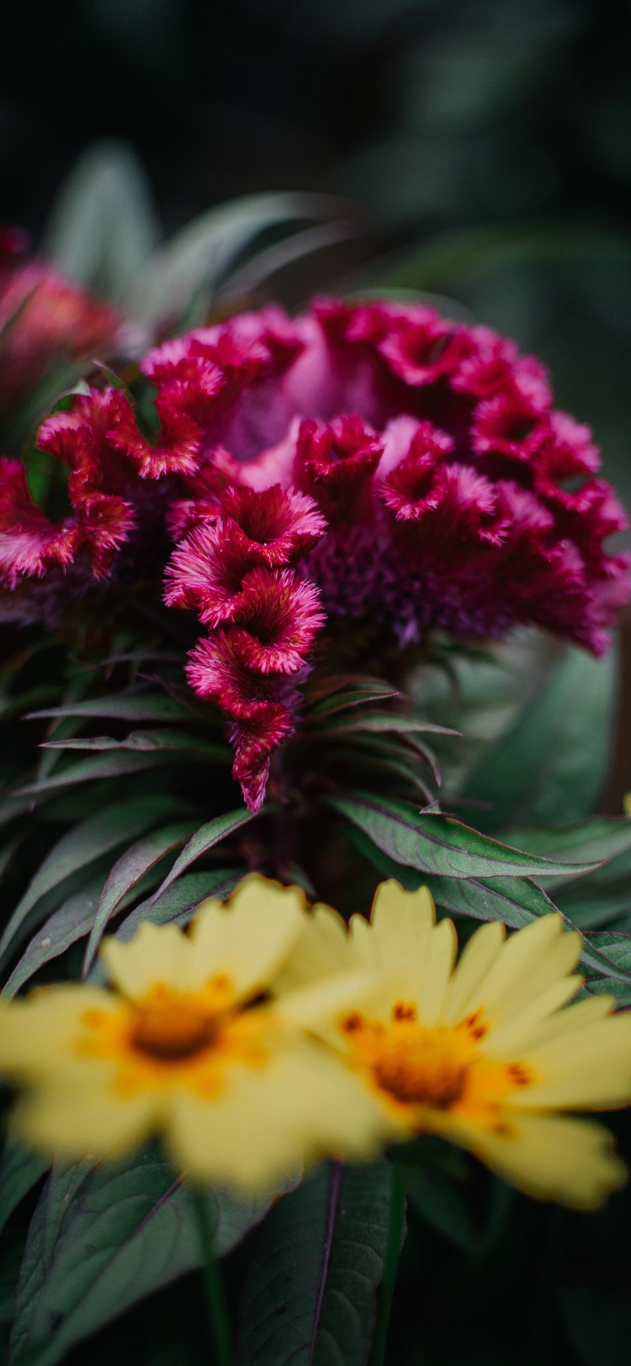 花 意境壁纸 