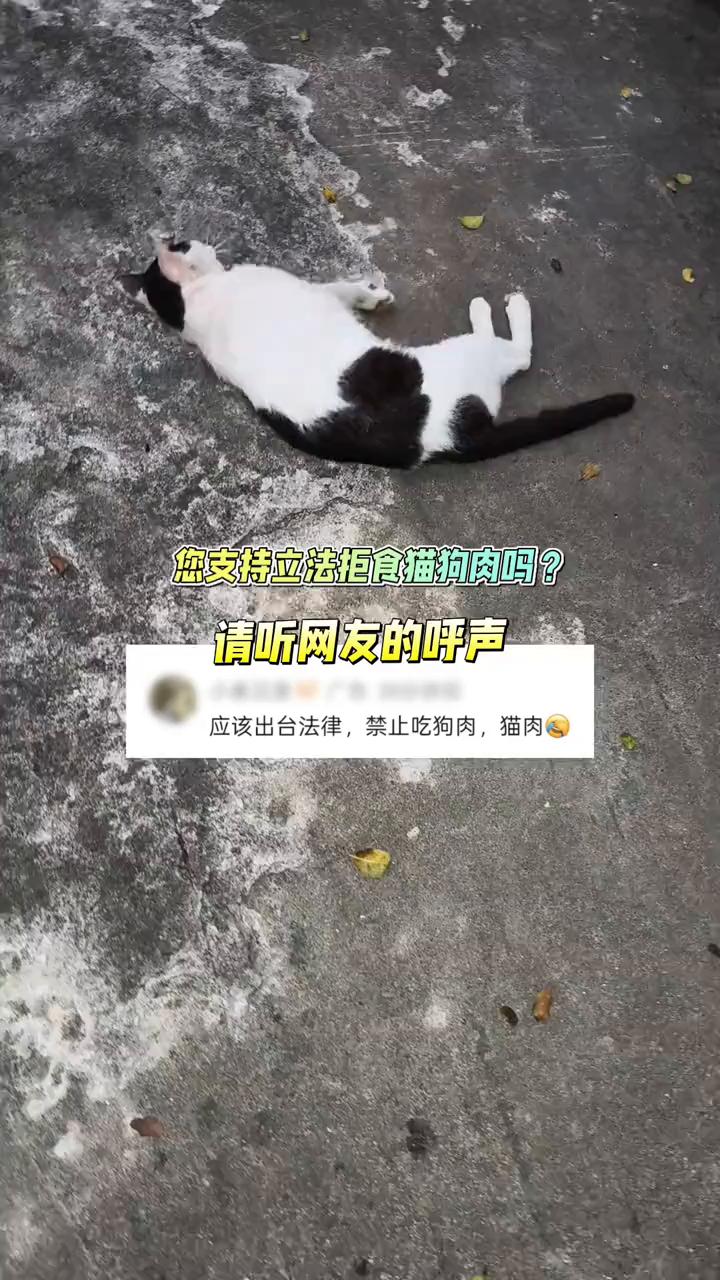 您支持立法拒食猫狗肉吗？请听网友的呼声。
应该出台法律，禁止吃狗肉、猫肉。