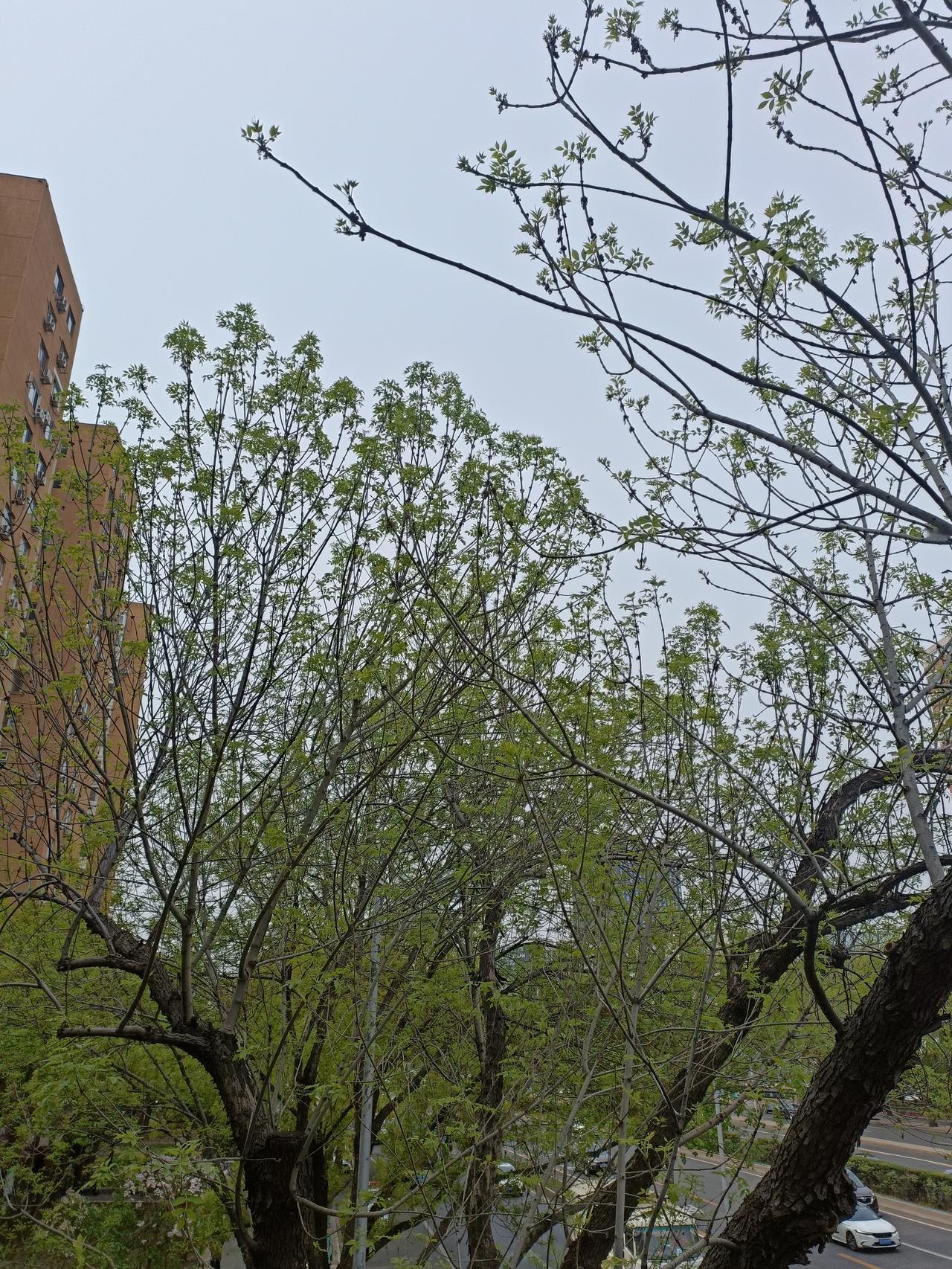 记录我的2026 2026 年的春天，马路两旁种满了花树，那景象简直绝了。樱花树