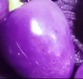 每日一善💜月尹星邱兔种植笔记｜紫辣椒 0000紫辣椒植株紧凑，叶片带有深绿色或
