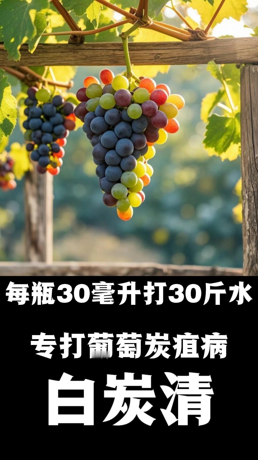 瓜果蔬菜炭疽病