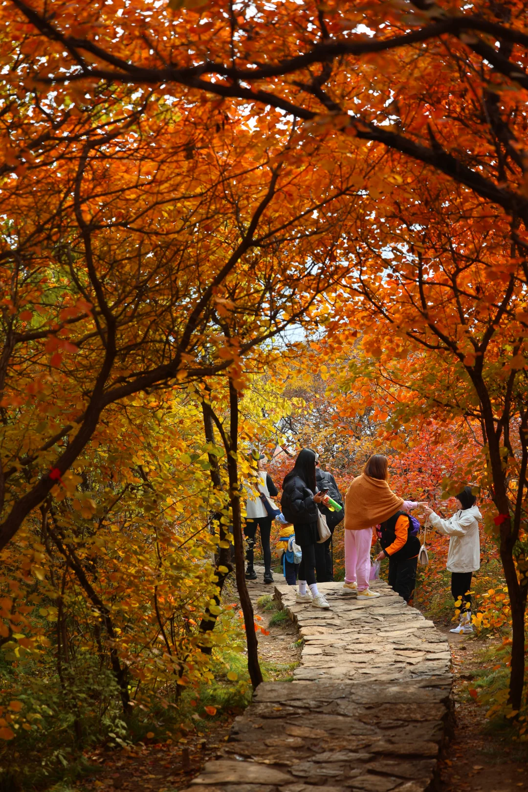 10.30坡峰岭实况：北京红叶最佳最红最广！