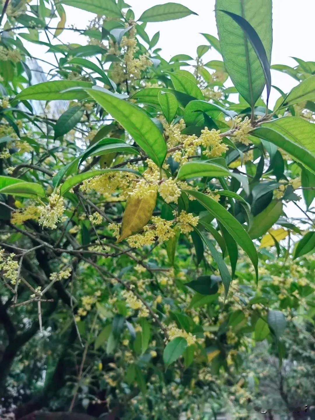 深秋季节，桂花飘香，跑完6公里。
回家洗个热水澡，心情变得美美的，开启新周快乐。
