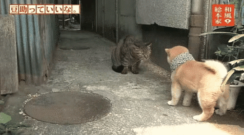 一只中华狸花猫漂洋过海被带到了日本，短短几天附近的猫猫狗狗被它揍了一个遍，所有的