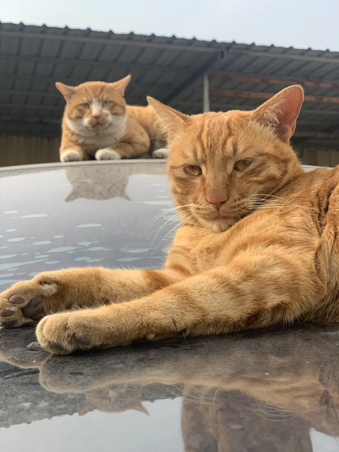 搞笑，买几块钱的猫粮喂猫