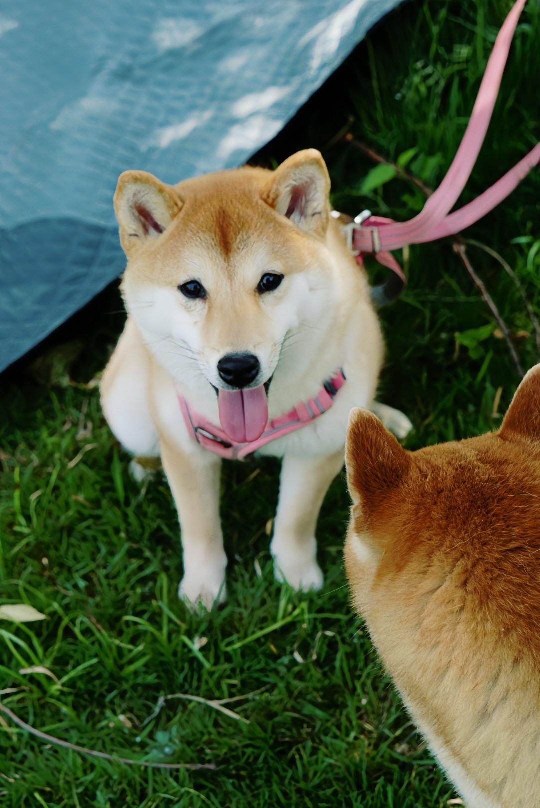 方便面都变得好吃了😋