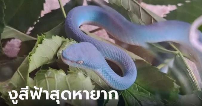 泰国一名妇人在自家花园的围墙上发现一条颜色异常鲜艳的「Tiffany蓝蛇」，起初
