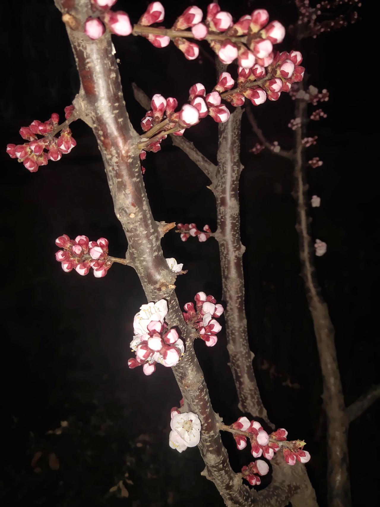 怜春忽至，至又无言。
——出自《葬花吟》