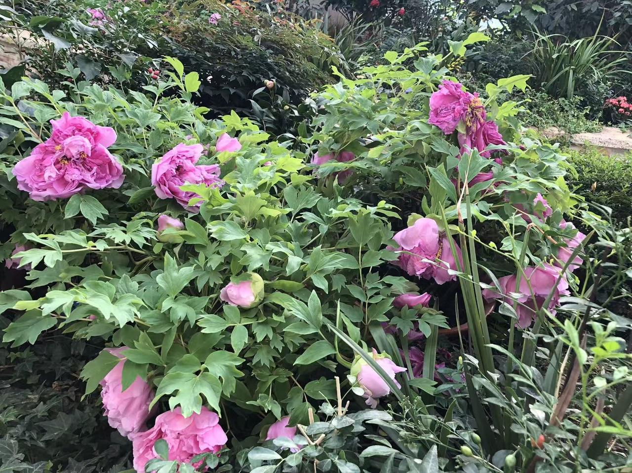 晒图笔记大赛北京景山公园漂亮花展