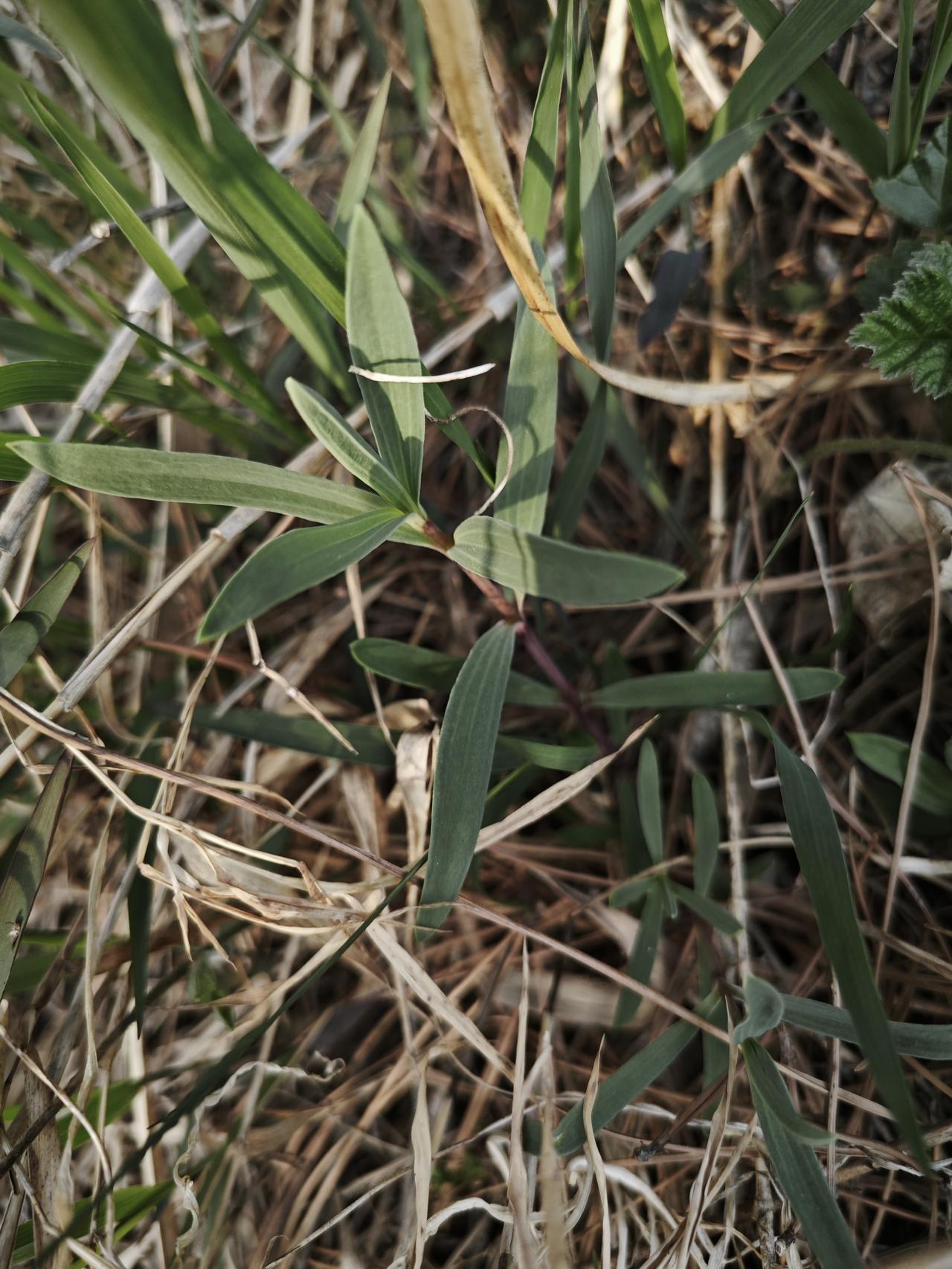 上山看风景，
下山采山菜。
学着妈妈的样子，
做个山菜五花肉的蒸包。
你会做这种