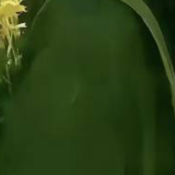 清晨的光，悄悄爬上窗台，落在你未完成的梦想上。别怕路远，每一步都算数；别怕风大，