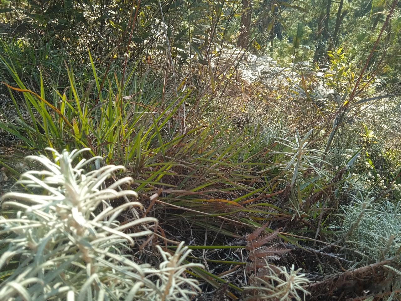 一顿特别的饭局，一群土匪，狞笑着，尖刀闪着冷光，桌上摆上老酒，火盆里，红炭如血。