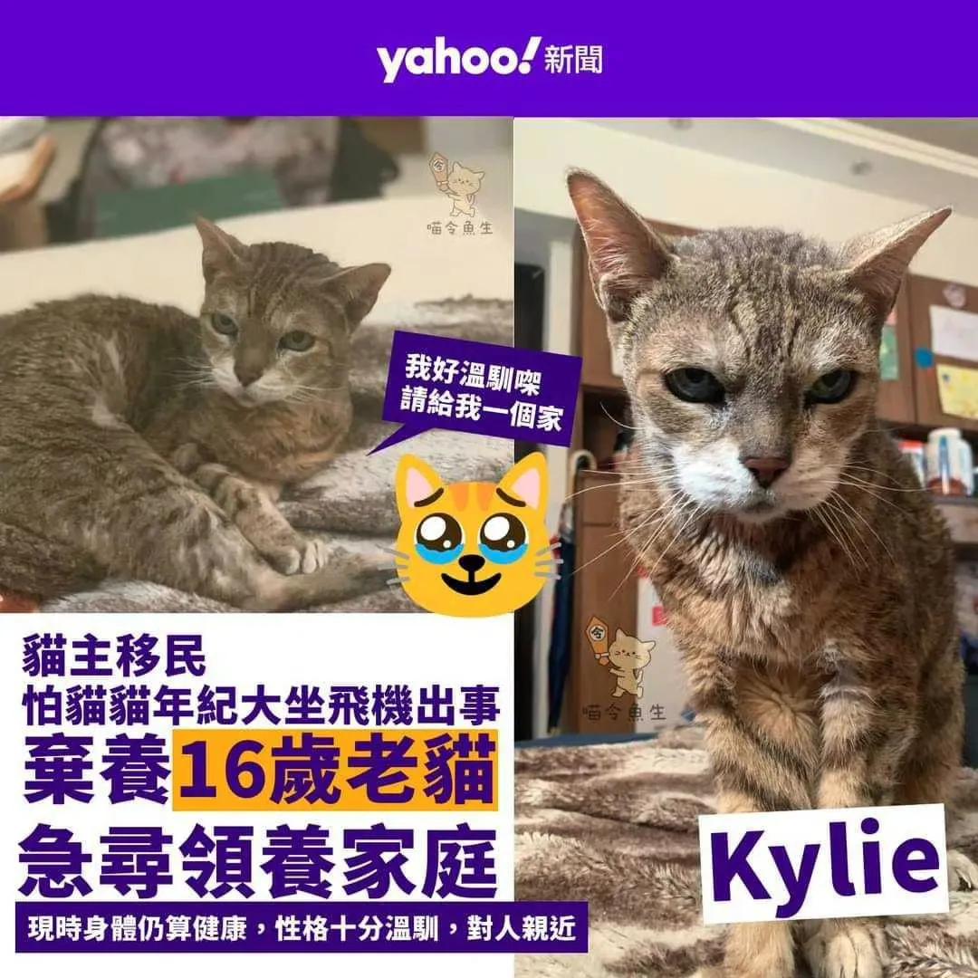 为了移民，有些人老人不要，有些人老猫也不要！