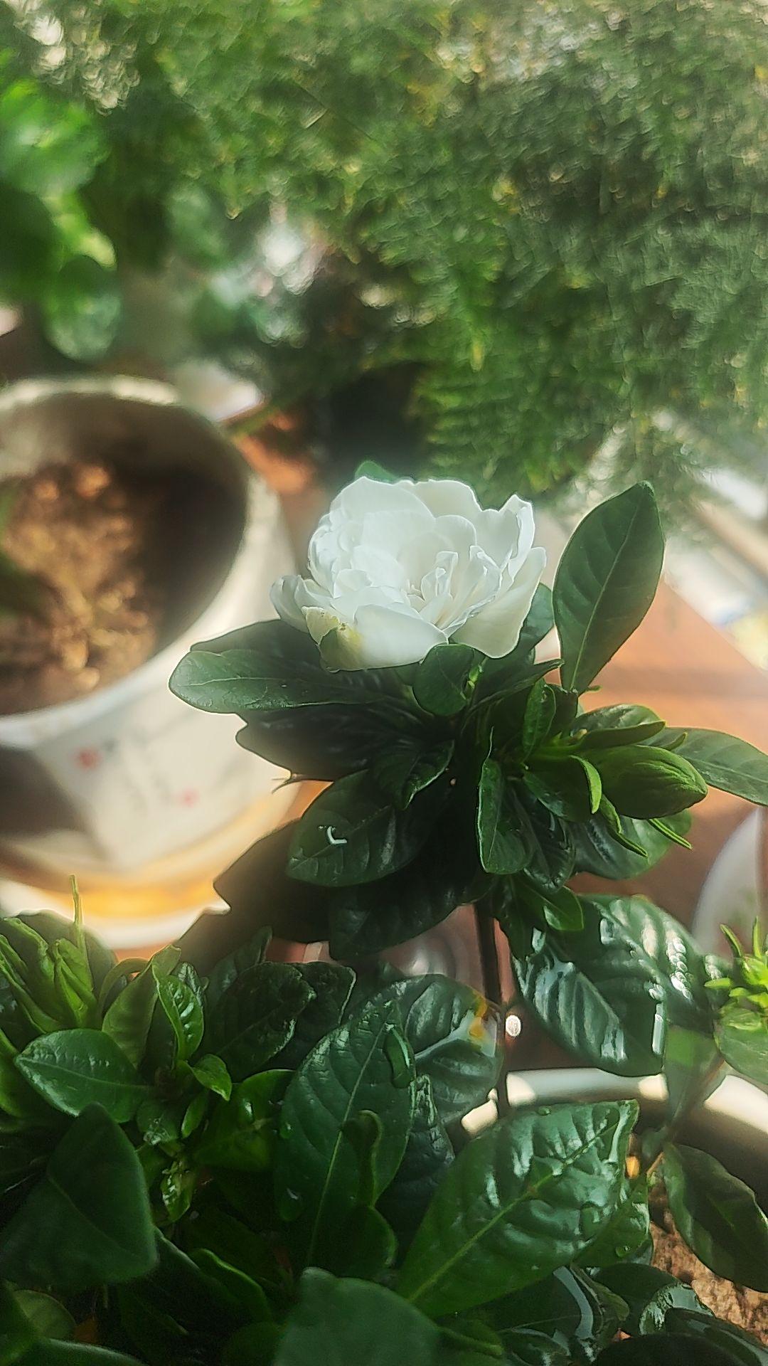 下联:水涌水退水无痕。对对联花开花落花留香