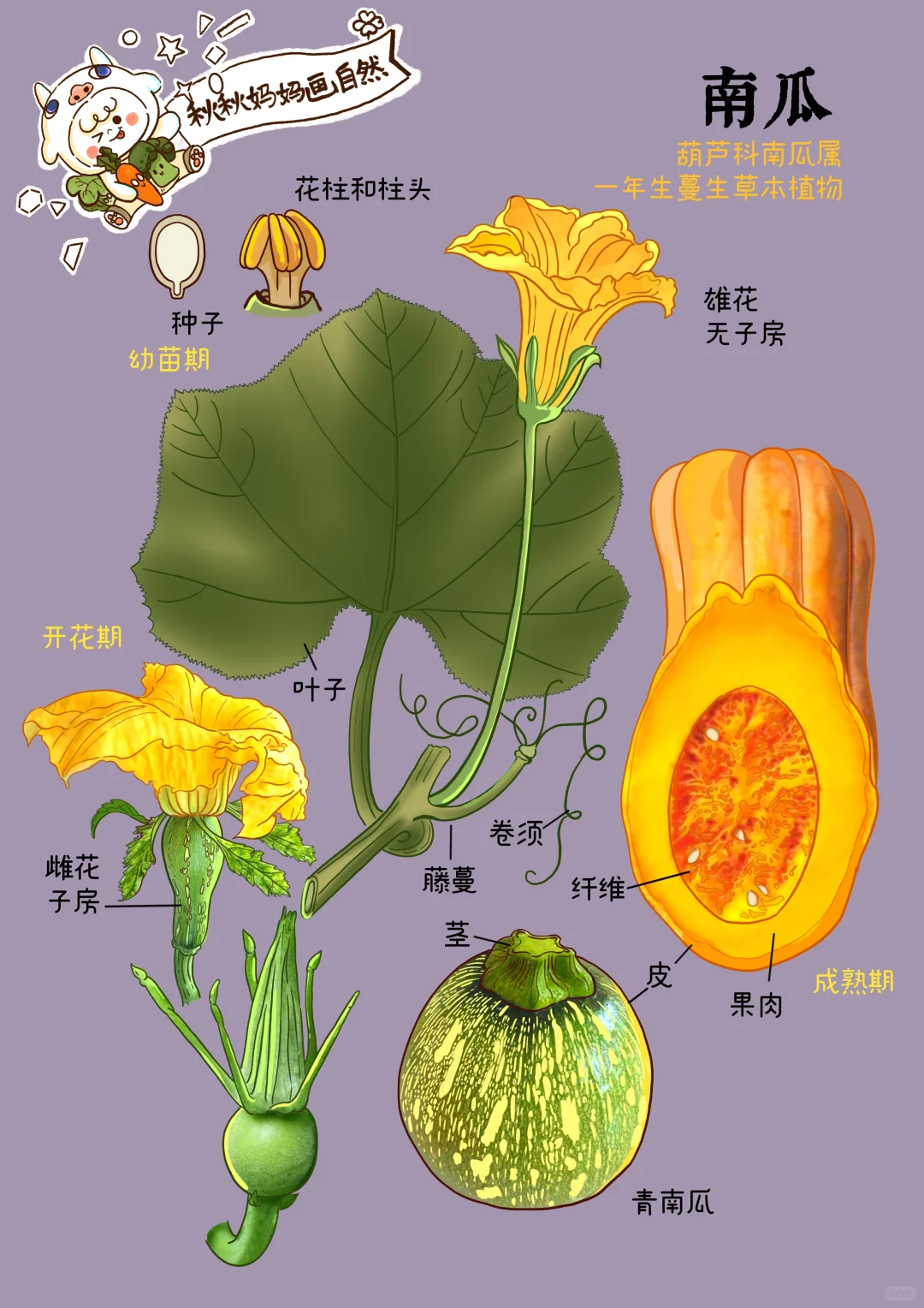 画给孩子的科普｜南瓜🎃“秋吃瓜，药不抓”
