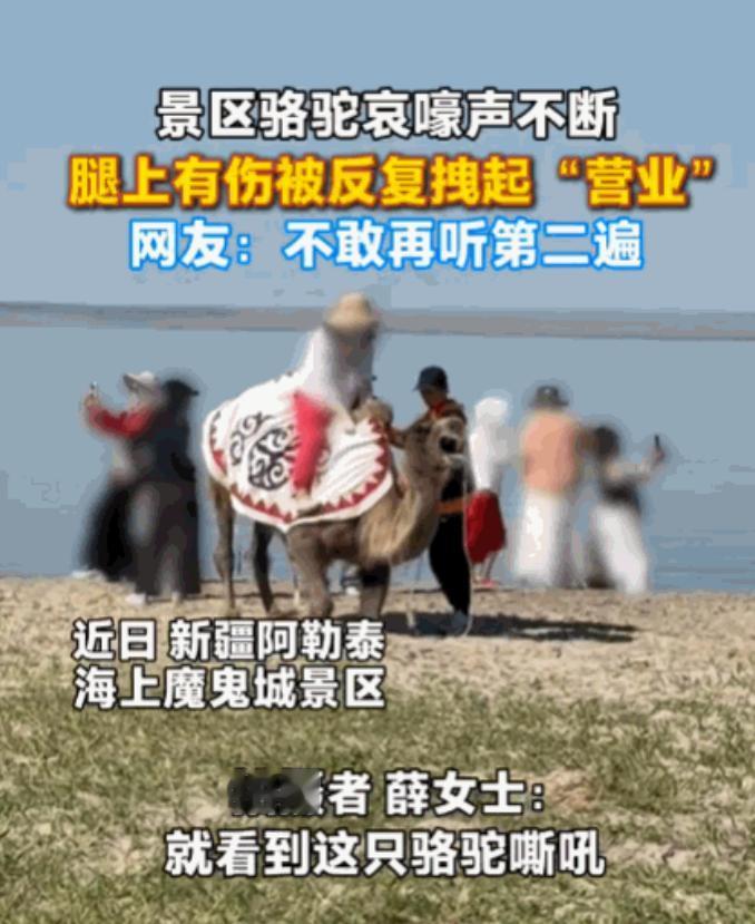 太没人性了！新疆阿勒泰，一女子正在游玩，突然听到骆驼哀嚎声。她循声望去，发现一头
