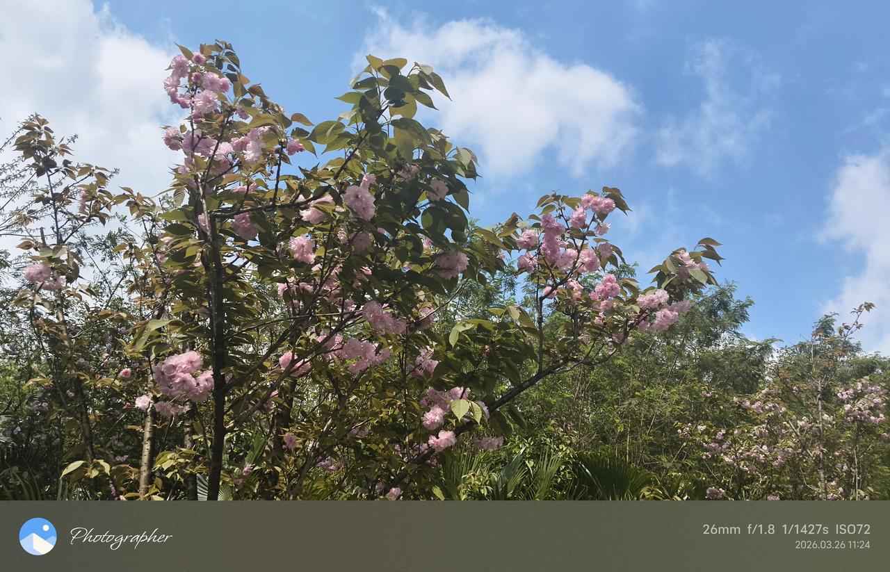 春日生活打卡季