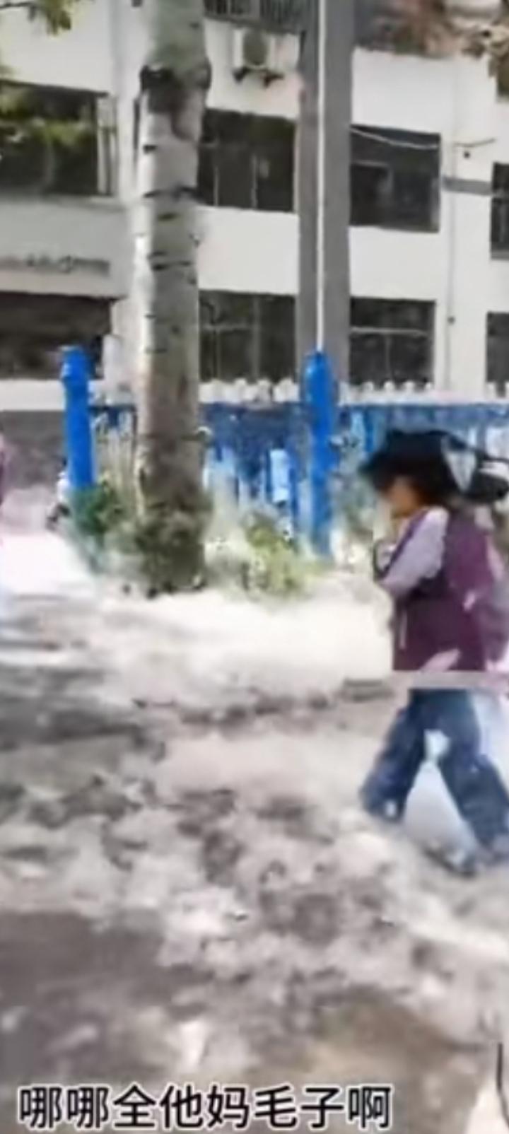 这种法国梧桐谁引进的？半个月了到处是毛毛啊。
不客气地说，
这就是灾难。
孩子们