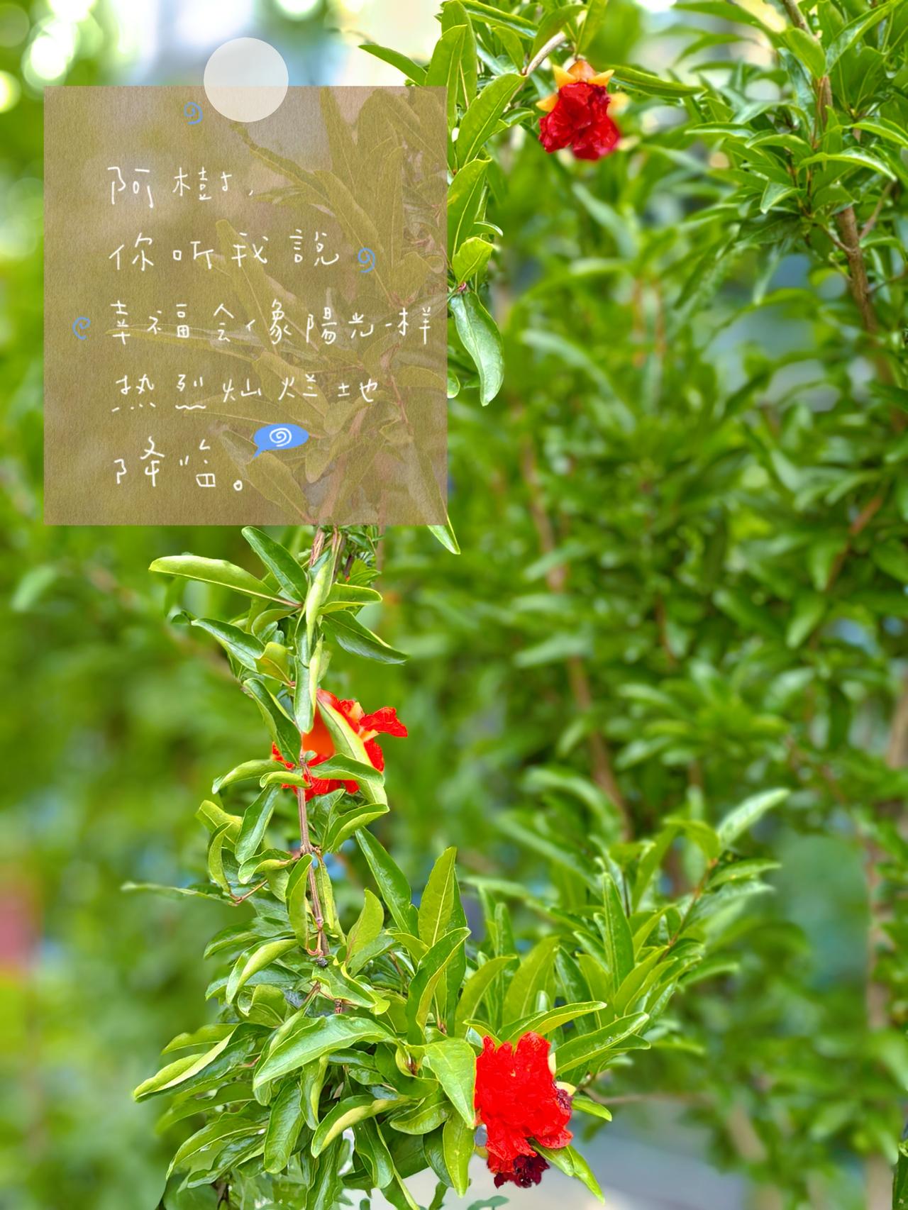 不与百花争春，
独燃一夏热烈，
石榴花开，染红初夏。