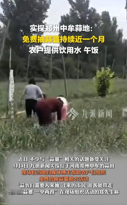 路过中牟的蒜田，看到路边停满豫 A 豫 B 的车牌，男女老少拎着塑料袋猫腰在地里