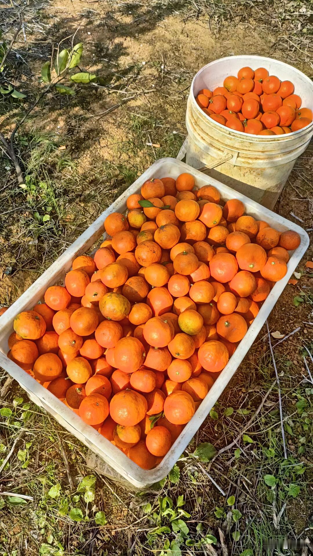 这橘子园可真热闹！
阳光下，满满一大筐橘子金红金红的，旁边桶里也堆得像小山。
我