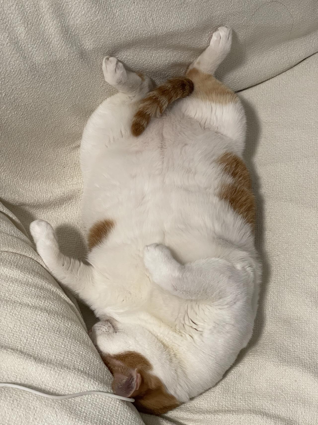 慵懒猫咪，惬意躺卧，享受阳光的温暖时光。🌞🐱💤
