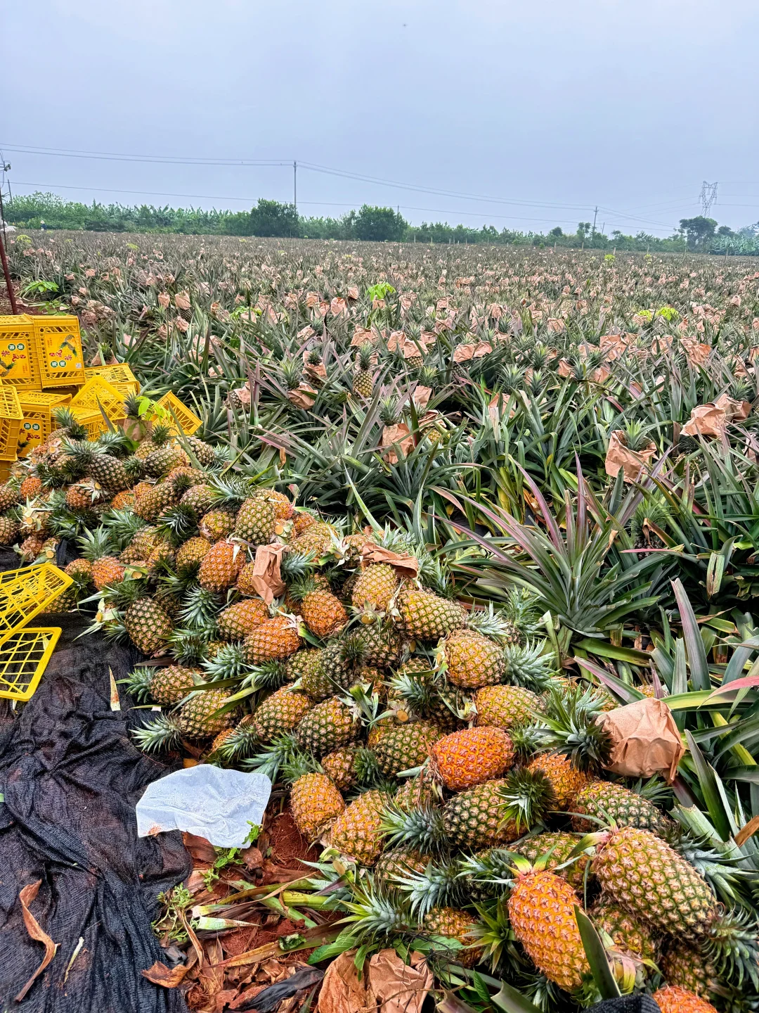 海南树上自然熟的凤梨，地里现摘现发！