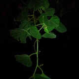 蜜羽热逛科技