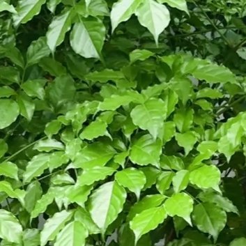 种植 🌲富贵树的种植方法和注意事项一、土壤要求大家可以选择用粗砂、蛭石、腐殖土