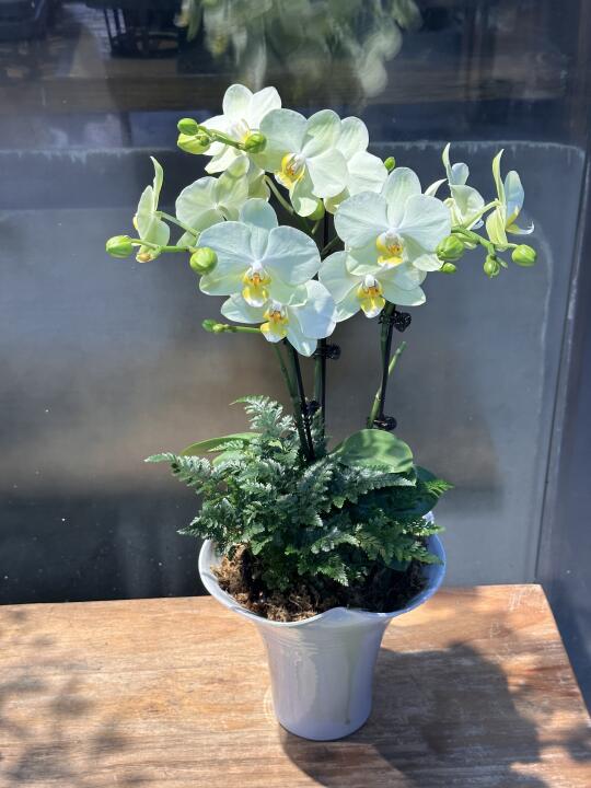 蝴蝶兰欧品卡利 夏天的小清新