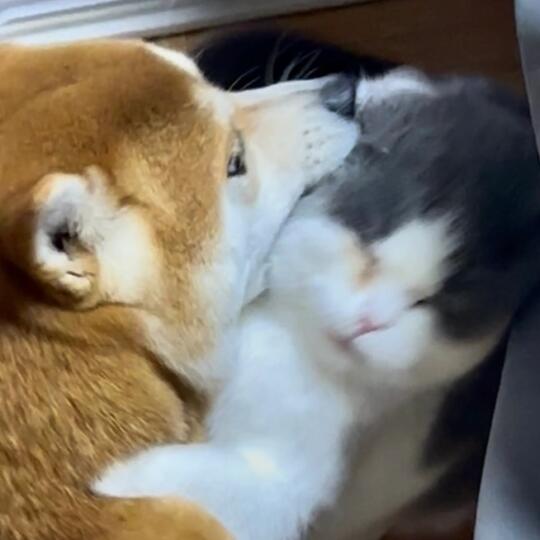 好大1️⃣口亲亲
