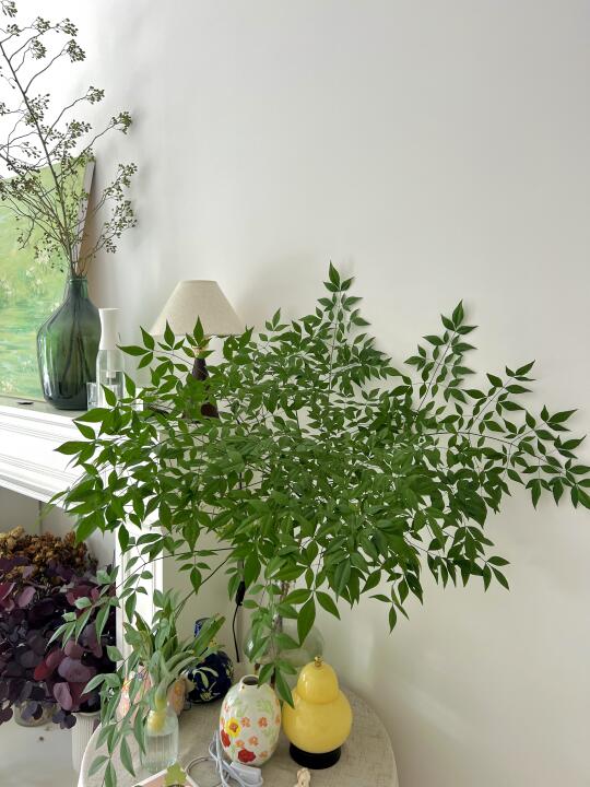 🌿水培鲜切南天竹｜家居氛围感拉满的小森林