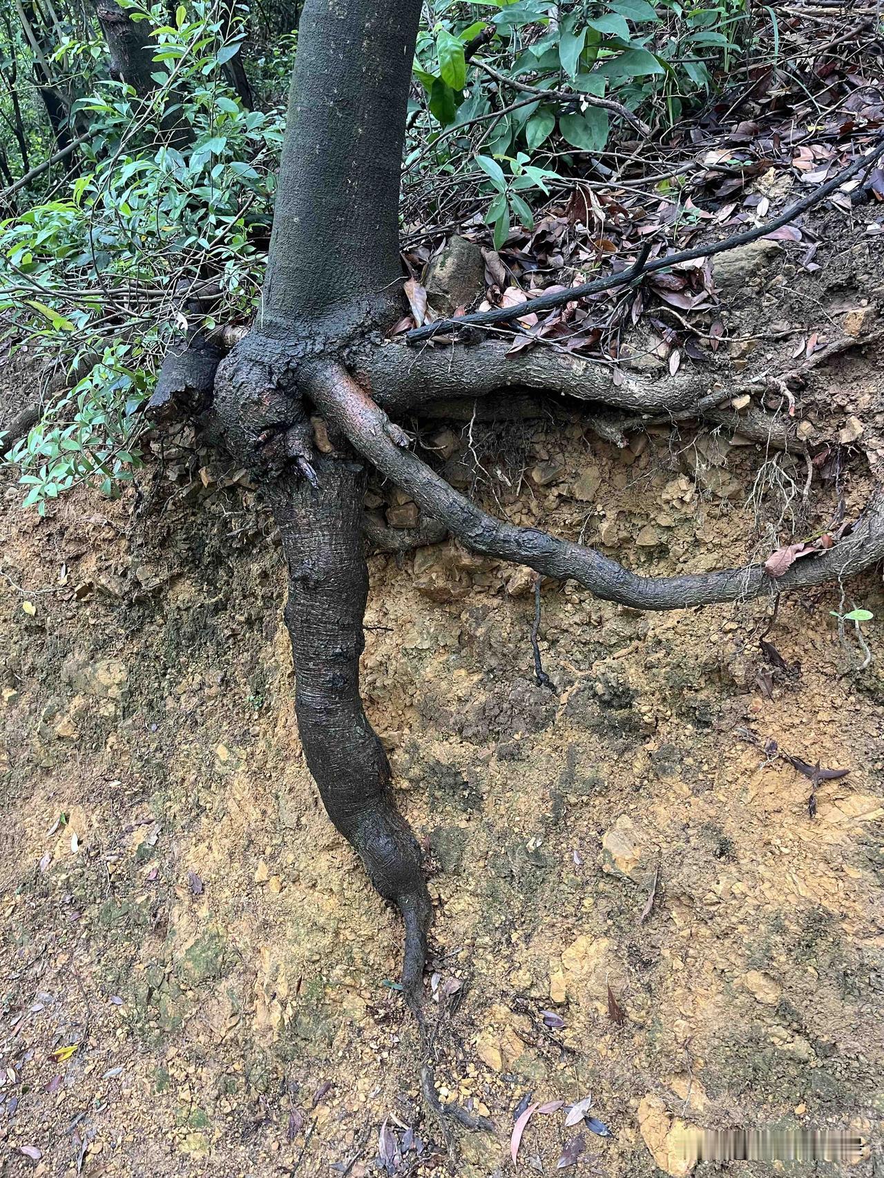 资治通鉴：你以为最危险的是敌人？

错了，最危险的

是你亲手推上去的自己人
