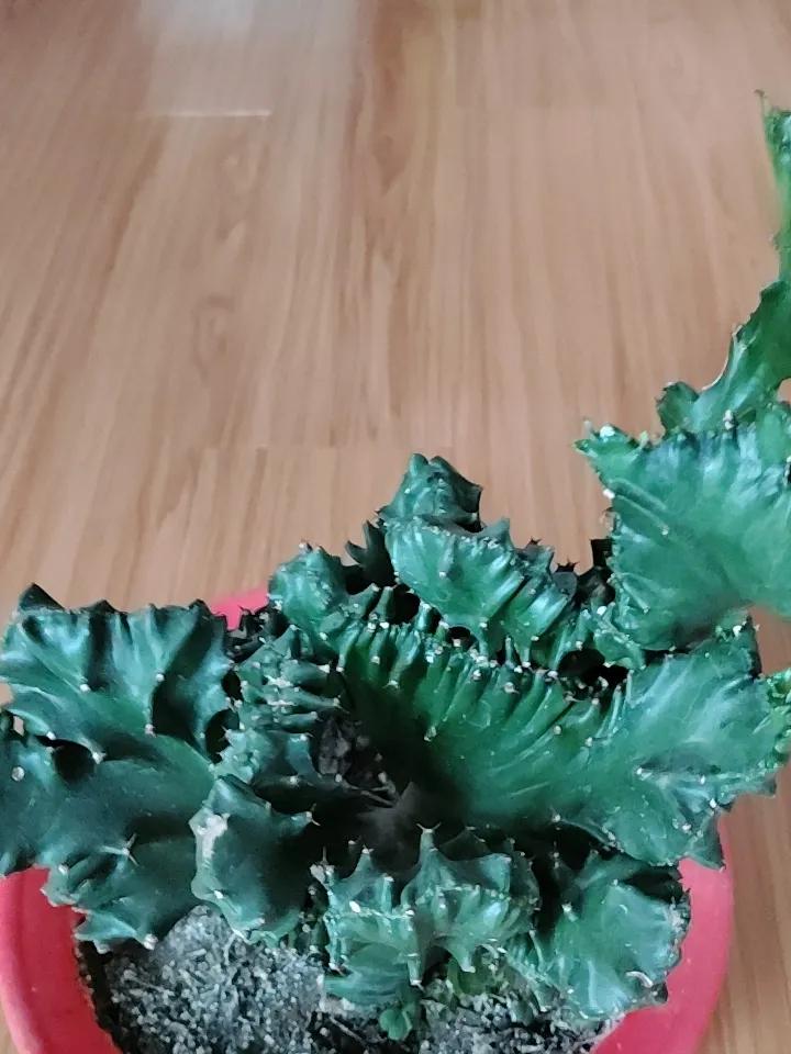 美到惊艳的仙人掌开花,你见过吗? 仙人掌开花，美得令人惊艳！在绵竹紫岩街道联合社