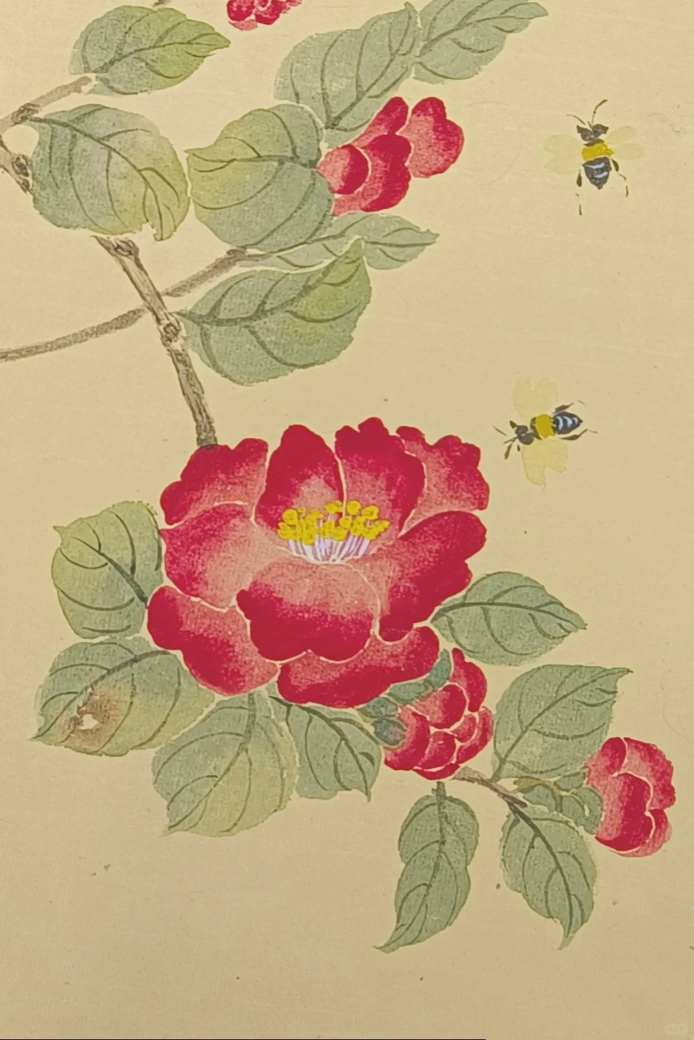 红山茶