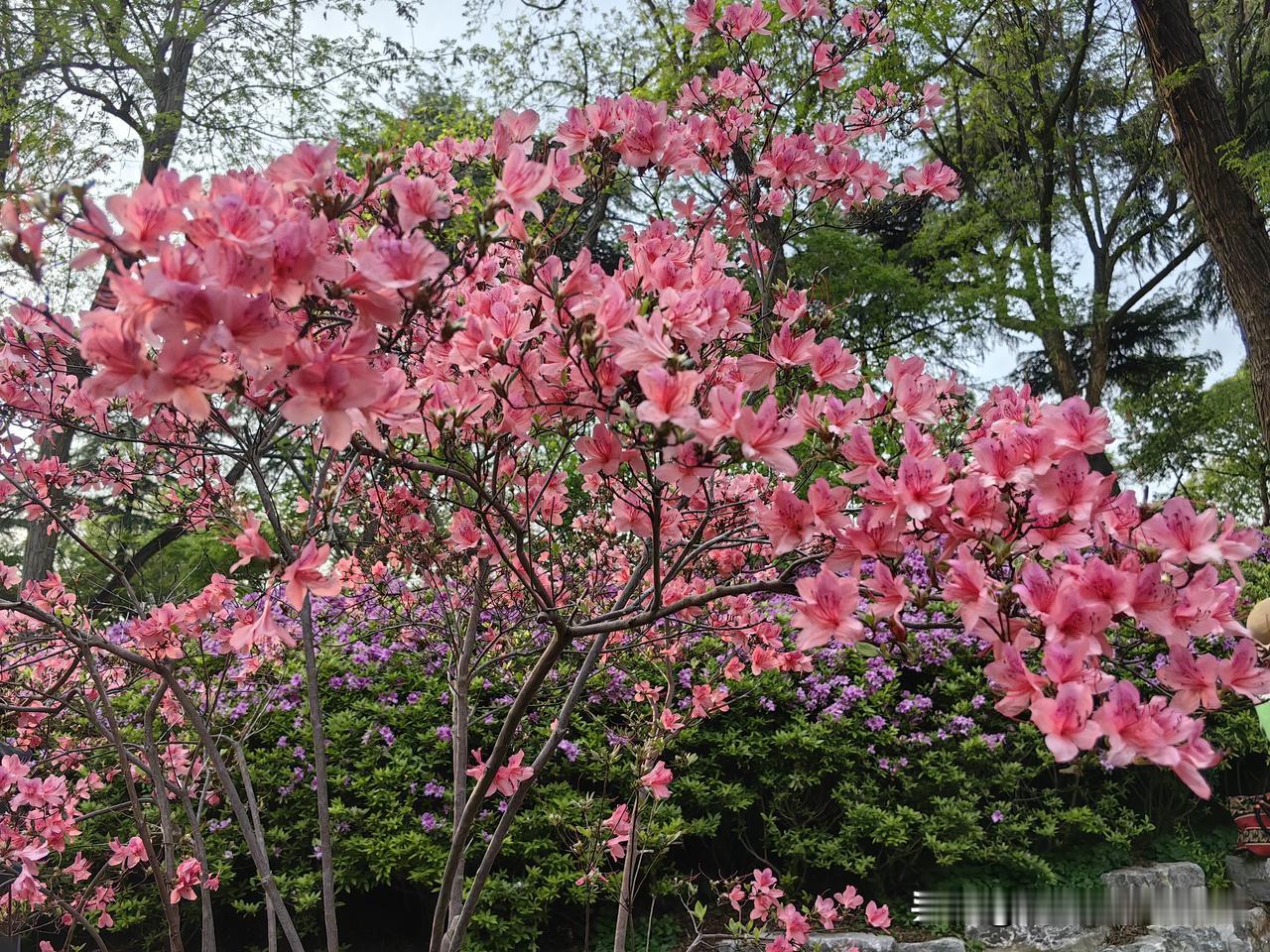 春来无事为花忙，南京古林公园的牡丹、木香、琼花、山茶花、晚樱、紫藤还有杜鹃花开正