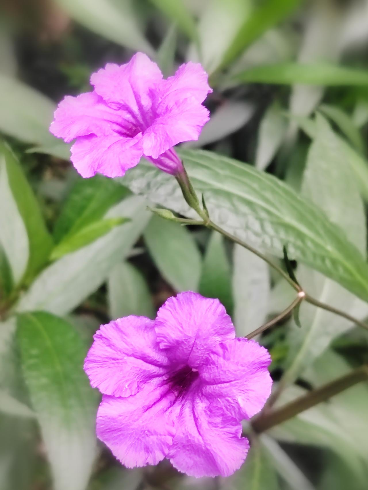 翠芦莉开了。翠芦莉，日日新。一朵花只开一天，却把整个夏天的浪漫，都藏在了晨光与暮