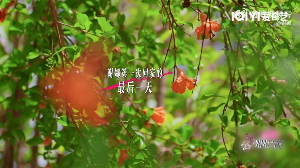 谢娜世界上最好吃的面谢娜每次离开家都要吃上一碗妈妈做的细挂面，临行前还装了在飞机
