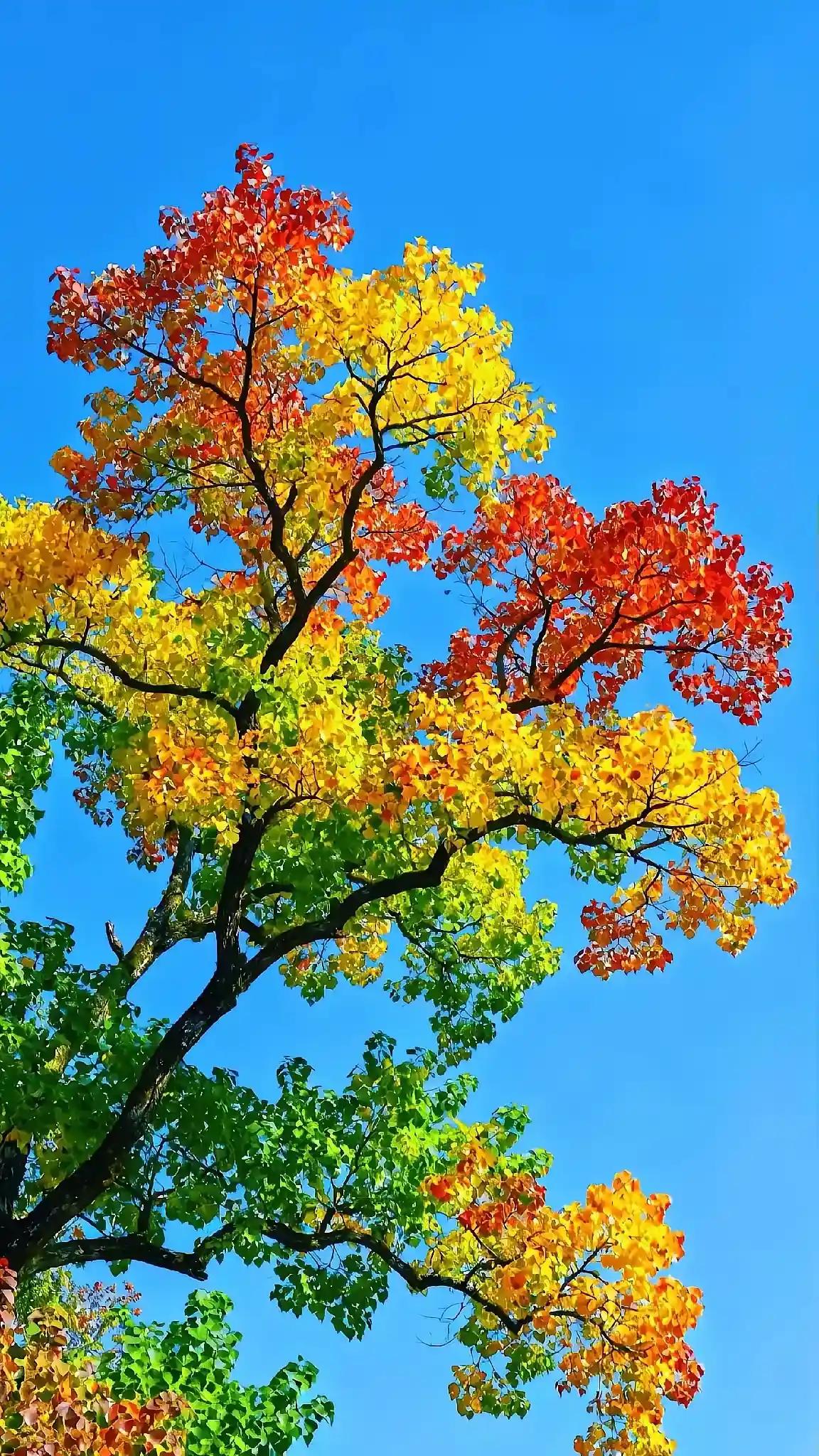 人间最美是金秋，
乌桕枫叶竟风流。