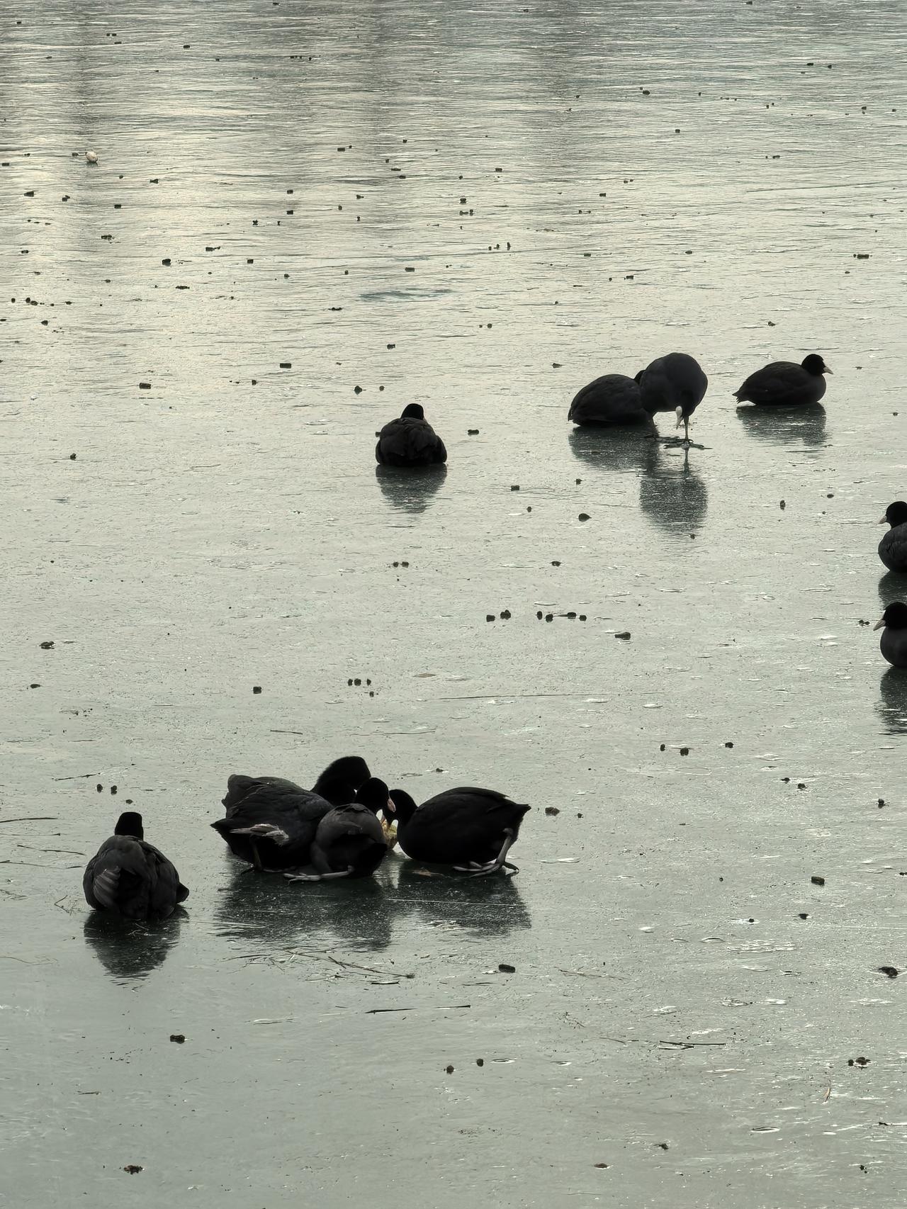 随笔：冰河上的黑精灵——白骨顶鸡
深蛙

冬日的汾河，千里冰封，万里雪飘，昔日奔