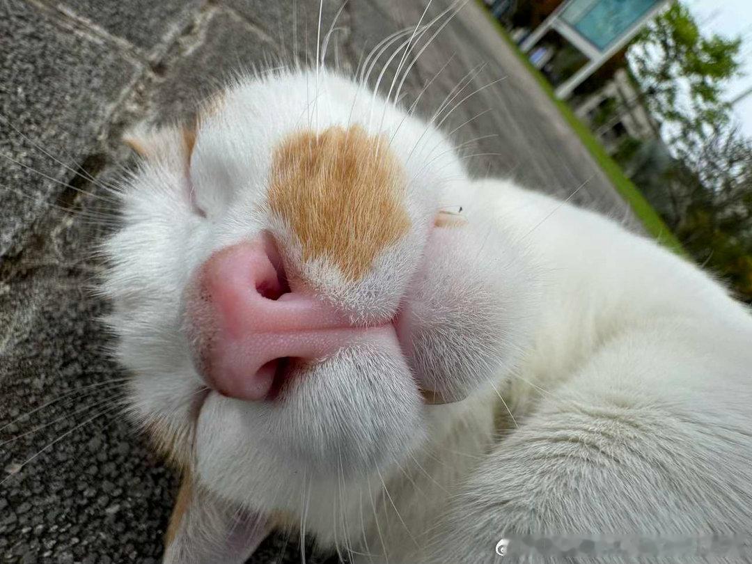 50784【丑猫】不是说猫是很警惕的生物吗 