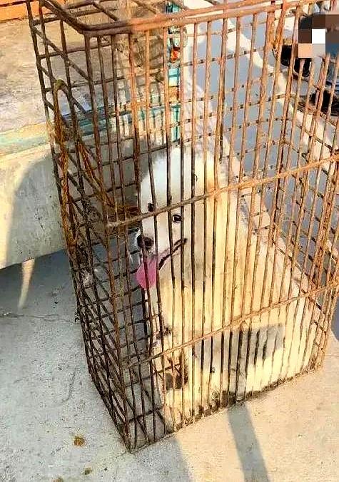 铁笼一提，那只白毛的大狗慌得直撞，三年情分缩在窄笼里吐着舌头。
女儿抱着笼门哭到