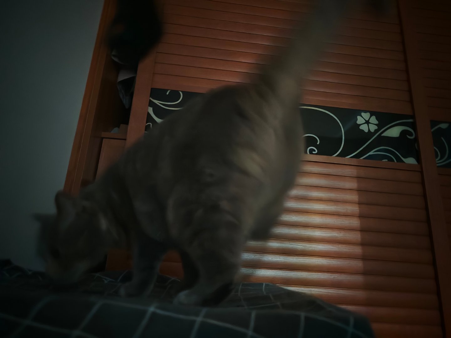 早起打卡第23天，本来睡得好好的，还梦见在山上打猎结果这肥猪不到六点跑来跟我要饭