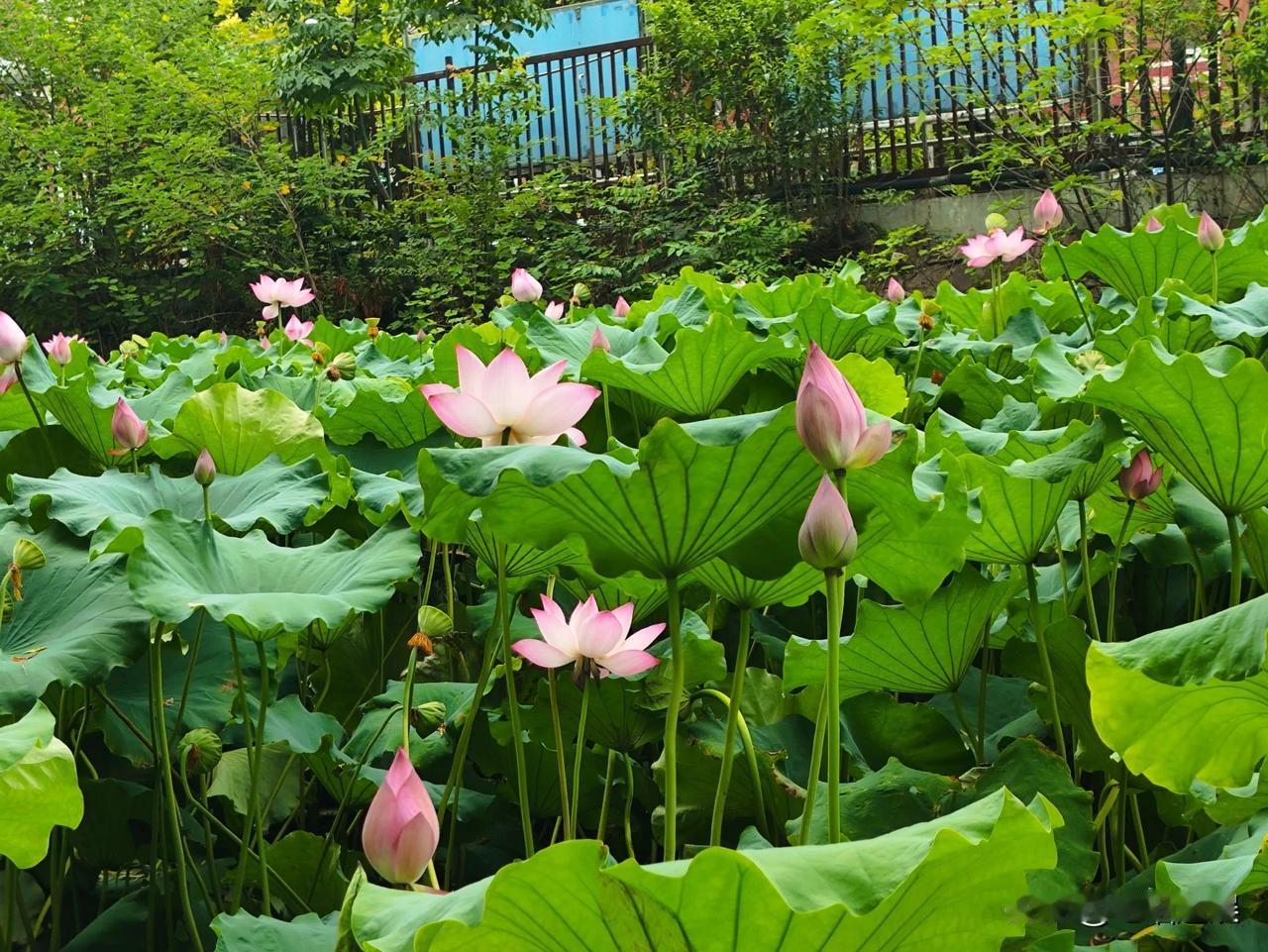 大暑时节，偶然去外面闲逛。没想到，却误入藕花深处——城郊一处比较隐秘的角落。说是