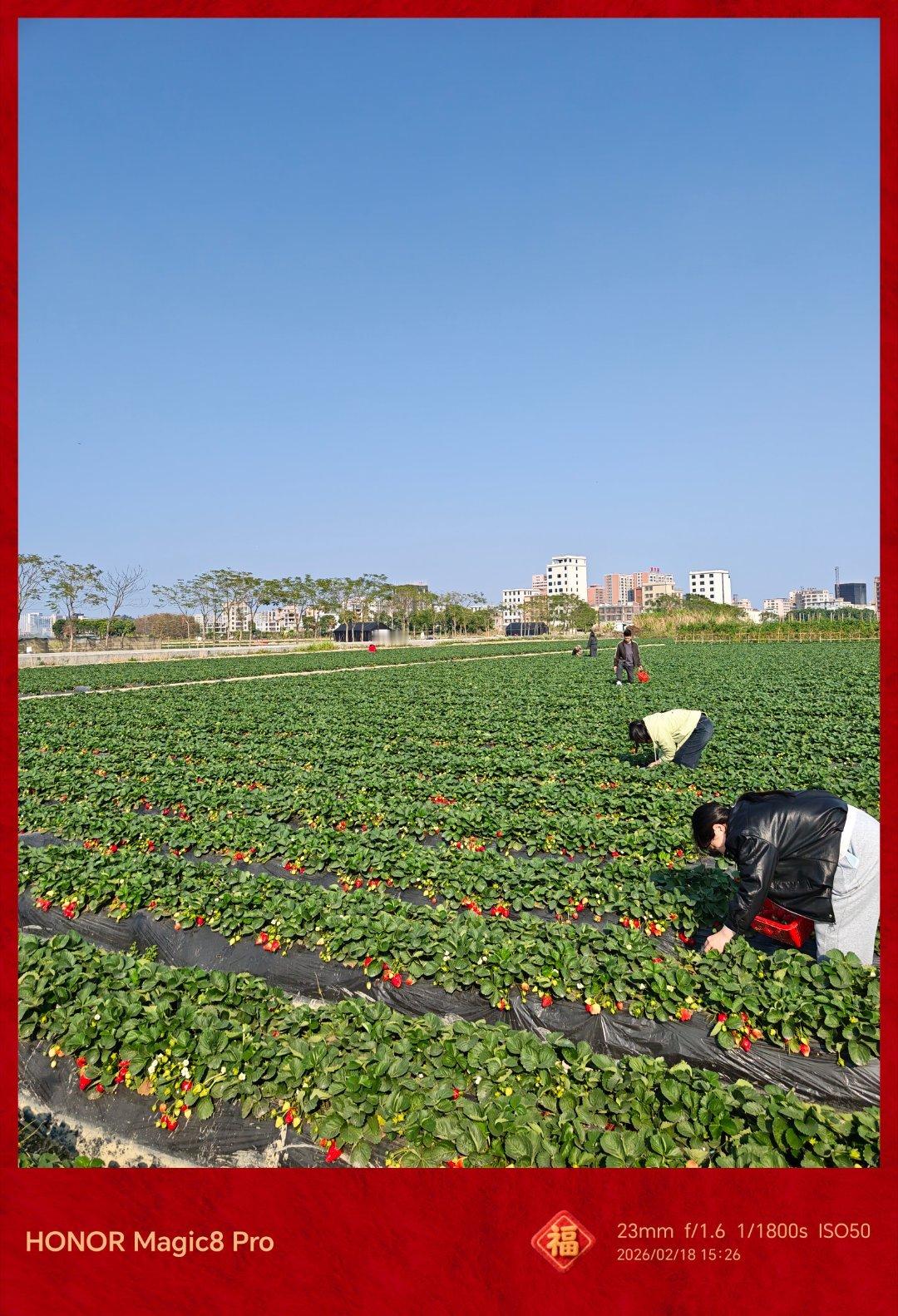 来采草莓了 