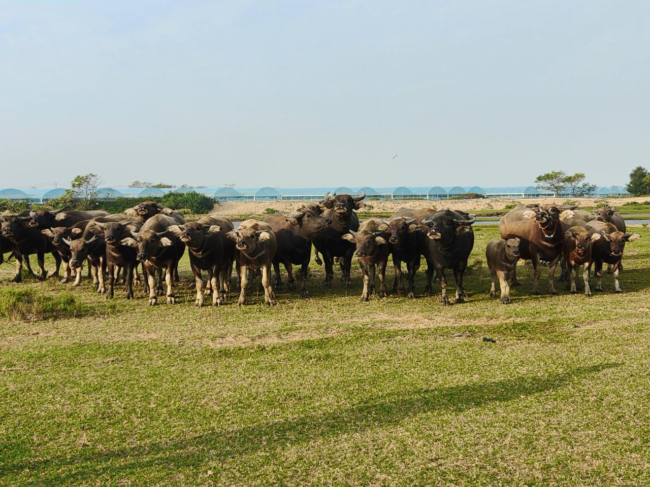 大水牛这样看着是啥意思？挺吓人的！